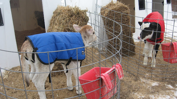 Windmill Farm Dairy