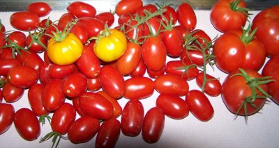 [tomatoes.jpg]