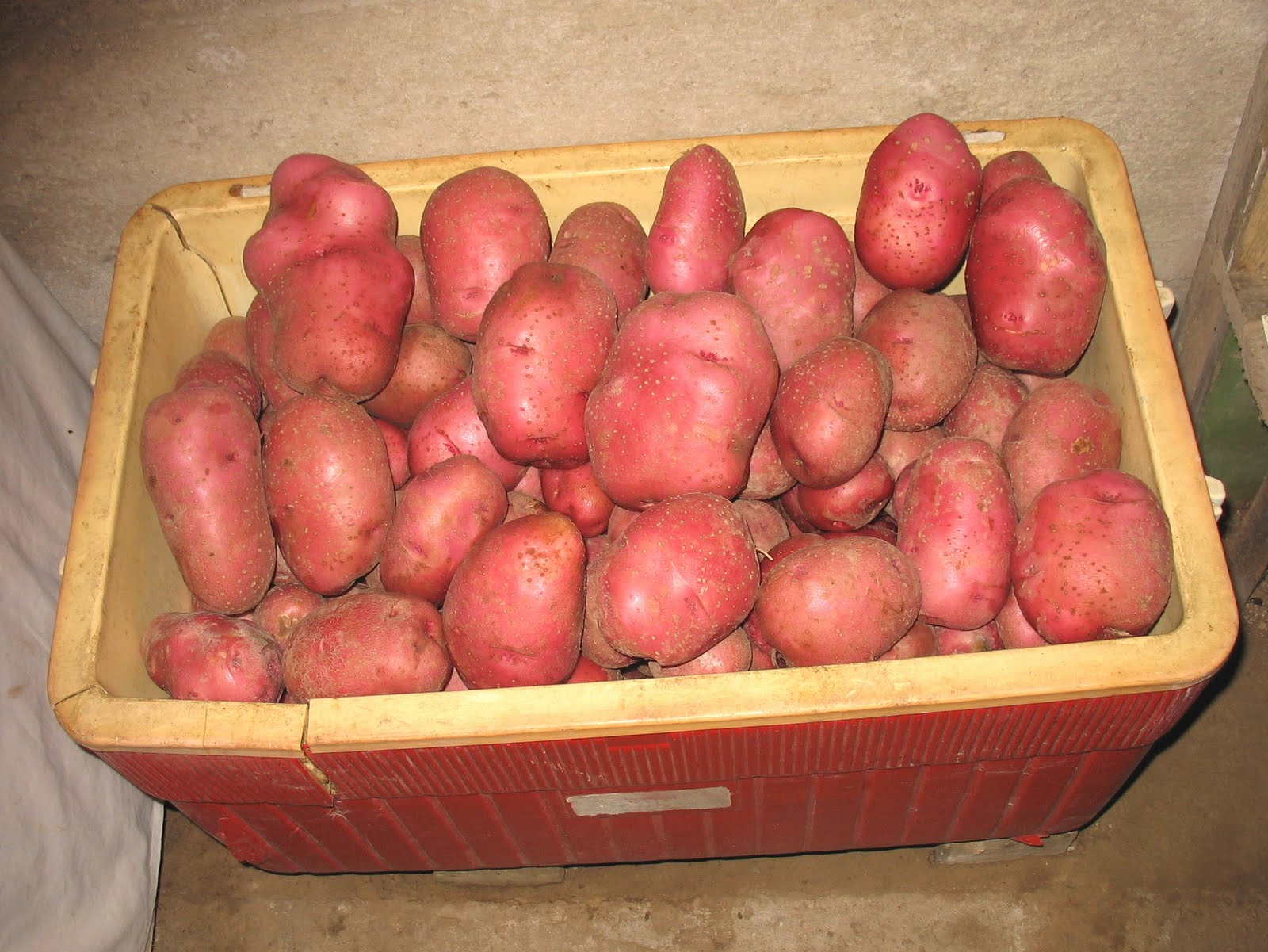norland potato