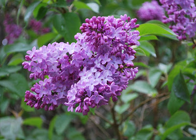 pretty purple tree pretty purple tree