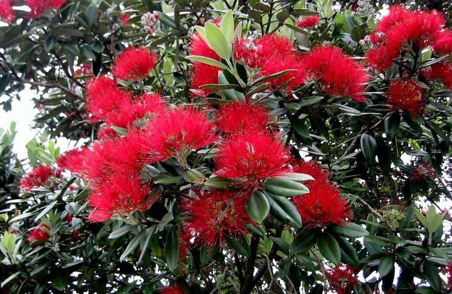 NZLANDSCAPES. Landscape Design Blog. New Zealand. NZ. Plants for