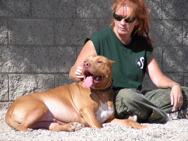 Animal Planet Pitbull And Parolees Dogs For Adoption Animal Planet Pitbull And Parolees Dogs For Adoption