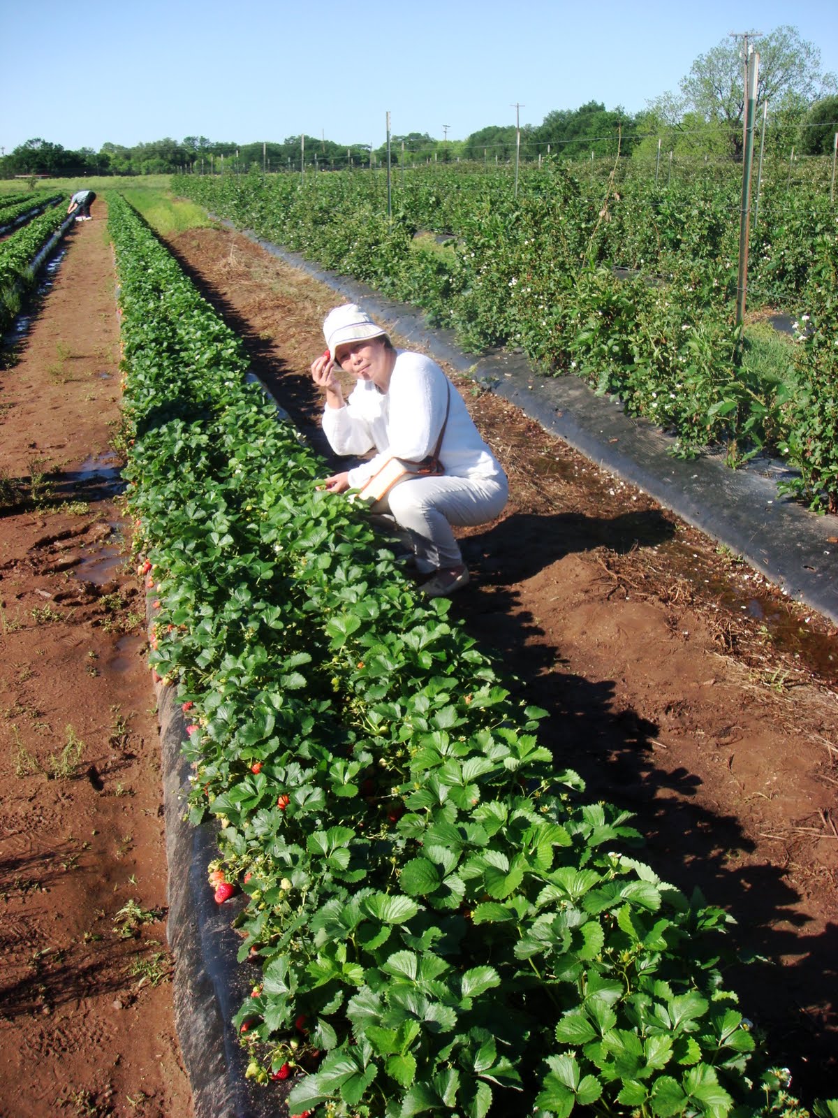 A Food Dilettante's Musings Marble Falls and Spring Day Trip and Picnic