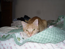 Our Furbaby Milo