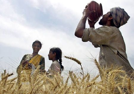 [wheat2.jpg]