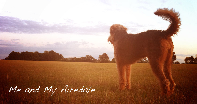 Me and my Airedale