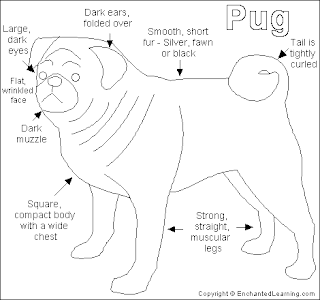 Pug_dog.GIF