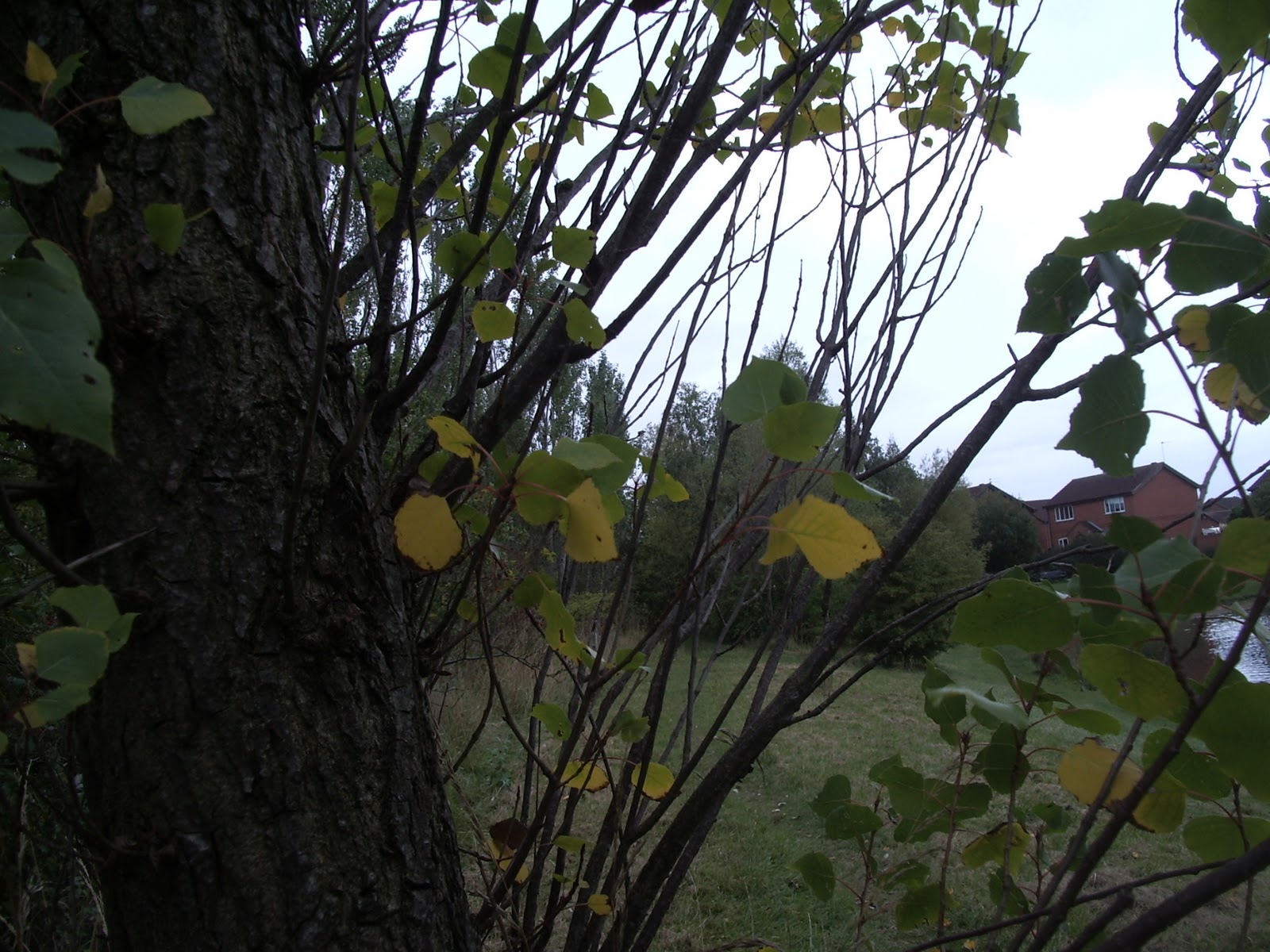 Kousa+dogwood+leaves+turning+red