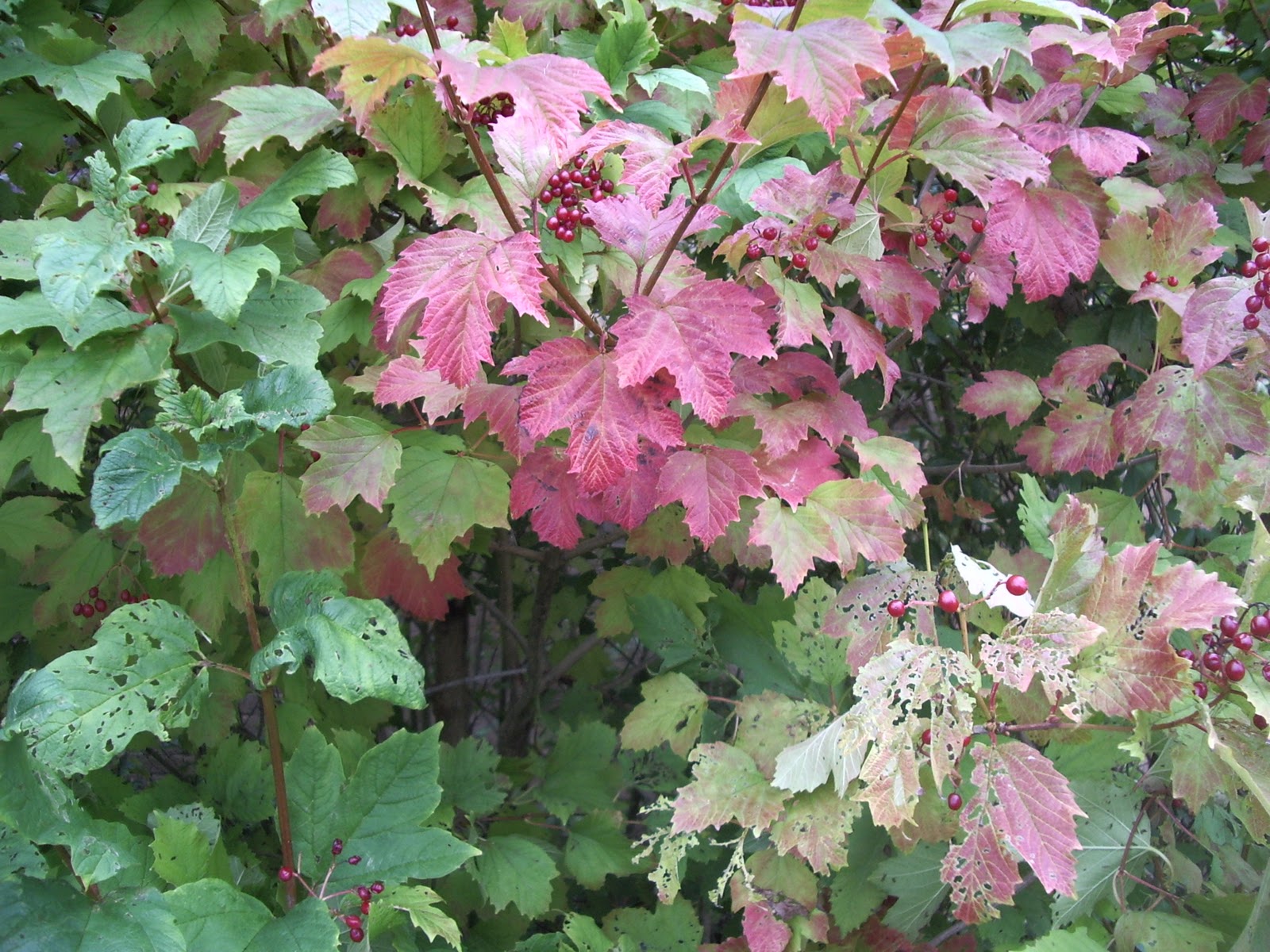 Kousa+dogwood+leaves+turning+red