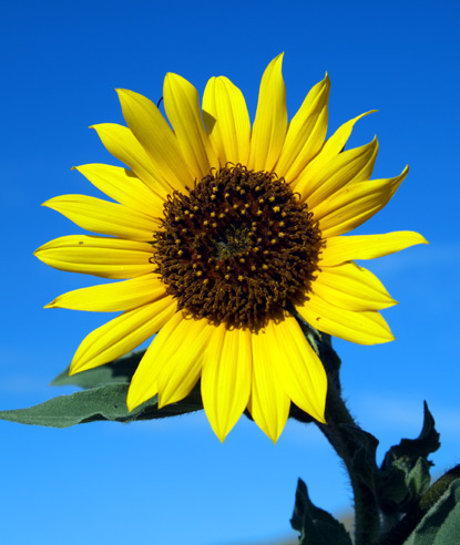 [Annual-Sunflower.jpg]