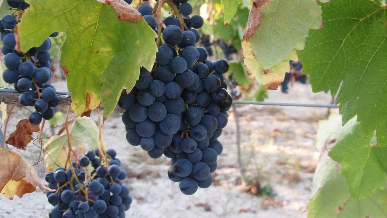 [vinhadetondavindima2009+030.JPG]