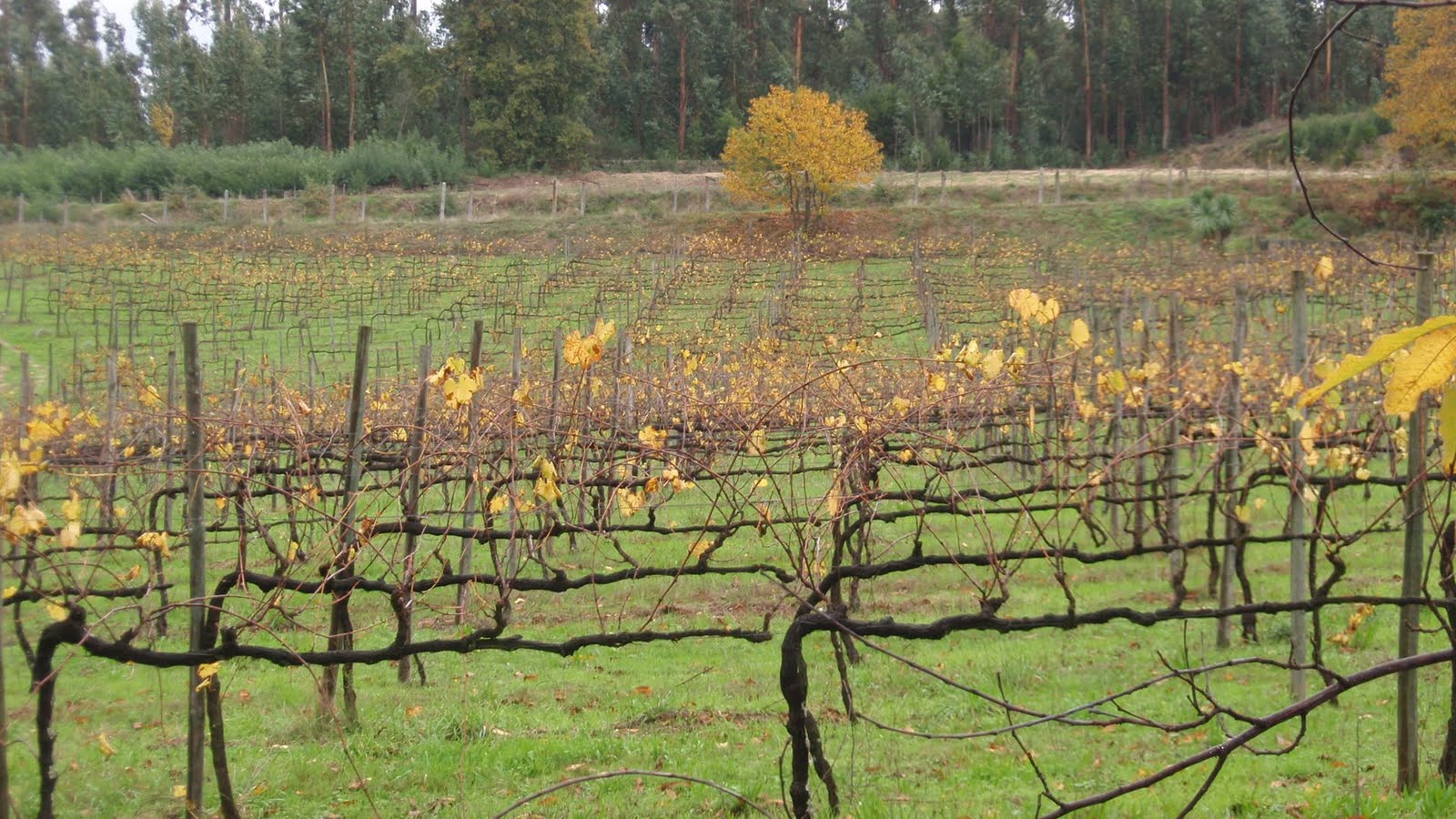 [pegoeitalia+525.JPG]