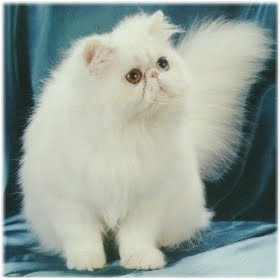 white persian cats