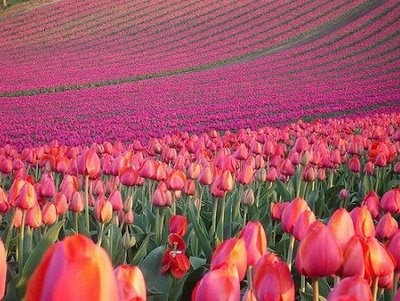 Mengubah Ciptaan Allah