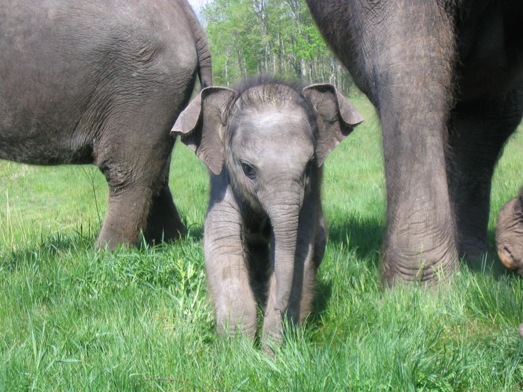 Baby Elephant - Best Animals