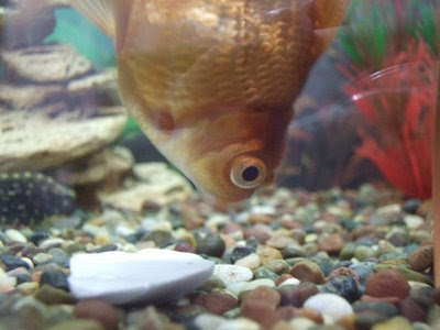 Fancy goldfish eating from the weekend feeder