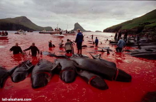 aceste balene sunt in ocean de sange,ce au facut ele ca sa merite asta?