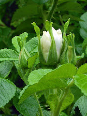 Fleurs de Chez Ma Tante Reine .