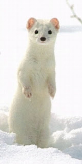 external image Ermine.jpg
