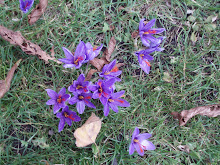 Regent's Park Crocus