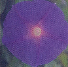 Ipomoea Violacea