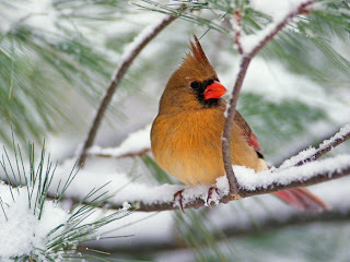 bird in snow