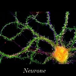 Neurone2