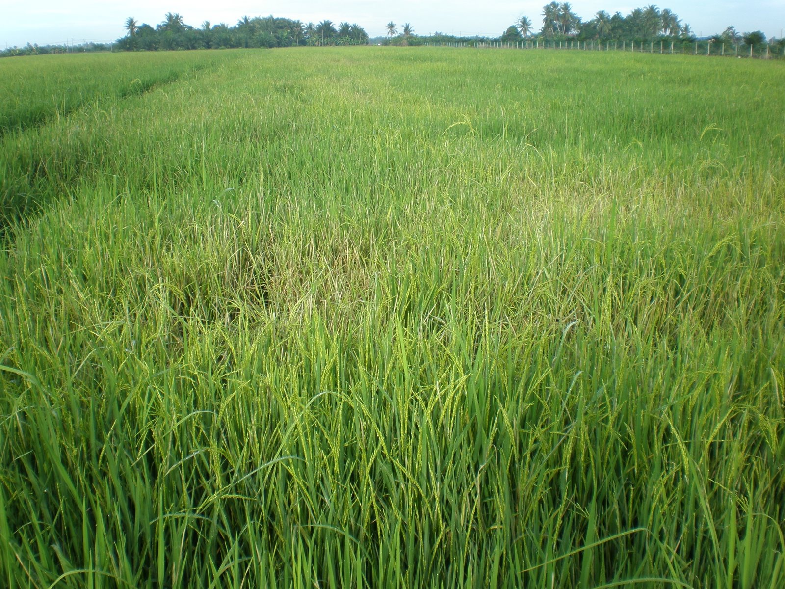 [Rice+Field+124.jpg]
