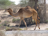 UAE Camel
