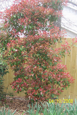 Shades Of Grey Red Tip Plant Photinia