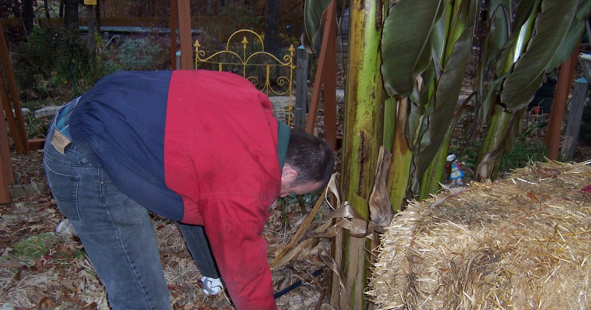 In the Garden Cutting the Banana Trees Down