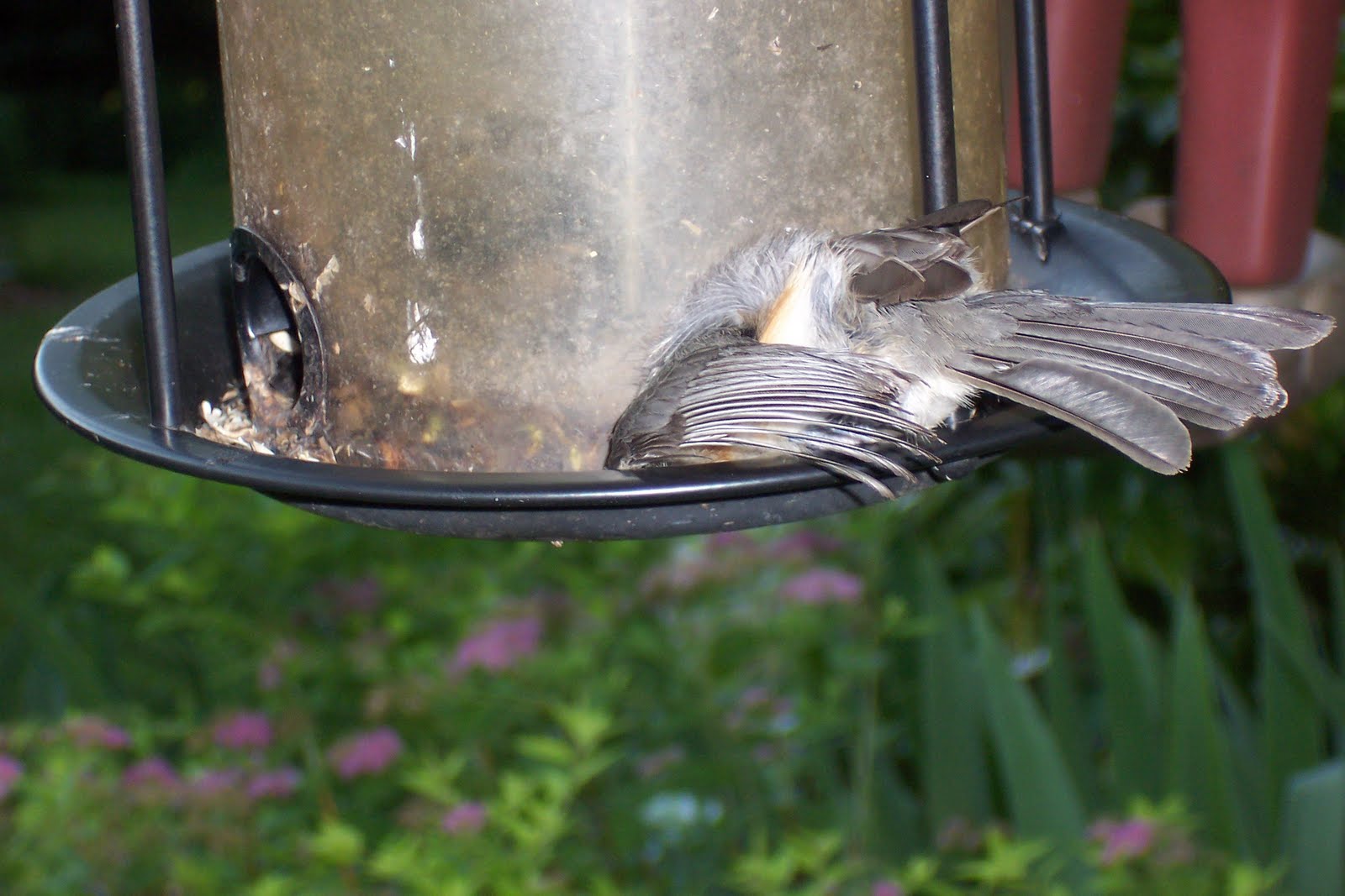 In the Garden Bird Gets Stuck in the Bird Feeder No Laughing Matter
