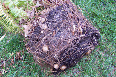 In the Garden: Boston Fern 'Potatoes'