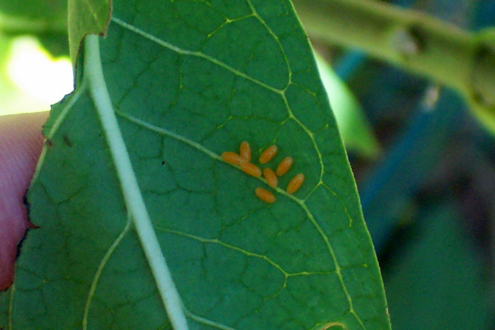 In the Garden The Disappearing Milkweed, Swallowtail Caterpillars and Eggs