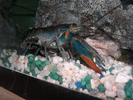 My "Blue" Lobster