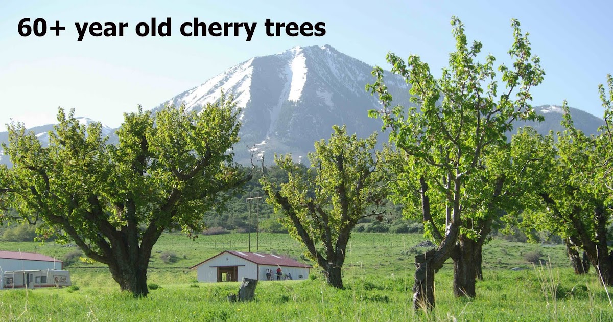 Excelsior Orchard, Paonia, CO Spring Planting