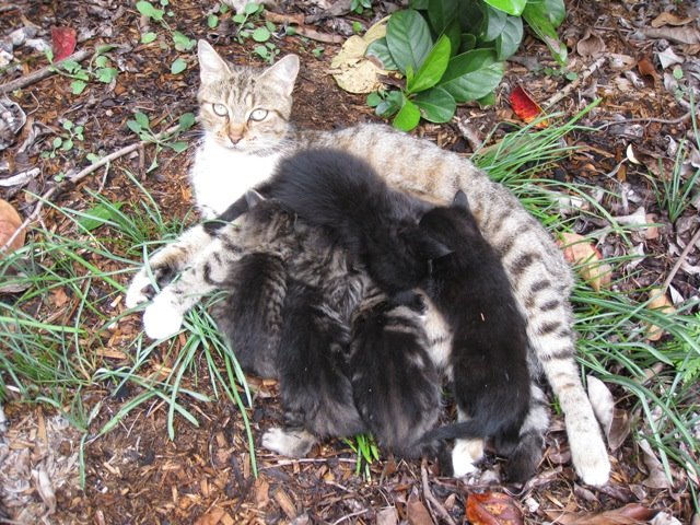 [Cat+&+Kittens.jpg]