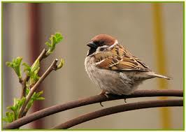 Pildiotsingu varblane tulemus