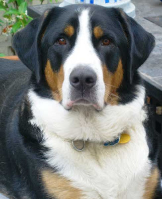 Greater Swiss Mountain  Pictures on Greater Swiss Mountain Dog