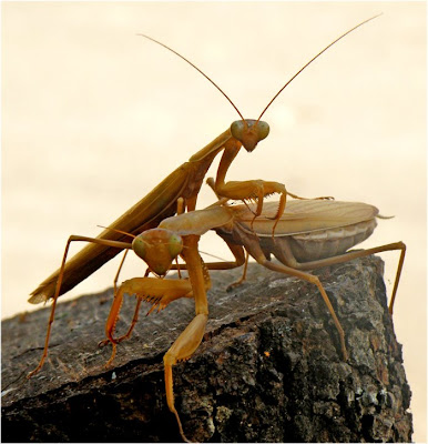 Kép