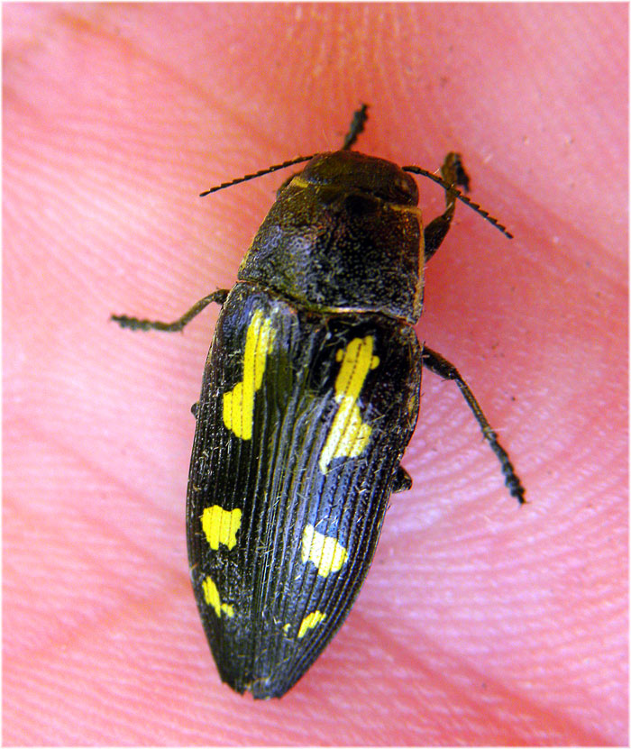 FOTO NATURA HUESCA 2 Buprestis novemmaculata Linnaeus, 1767 buprestis