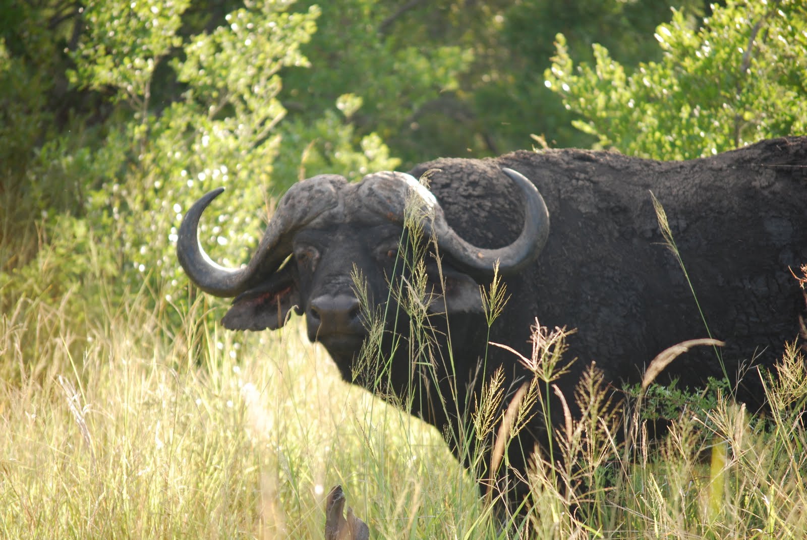 Cape Buffalo Herd