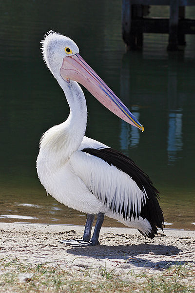 pelican