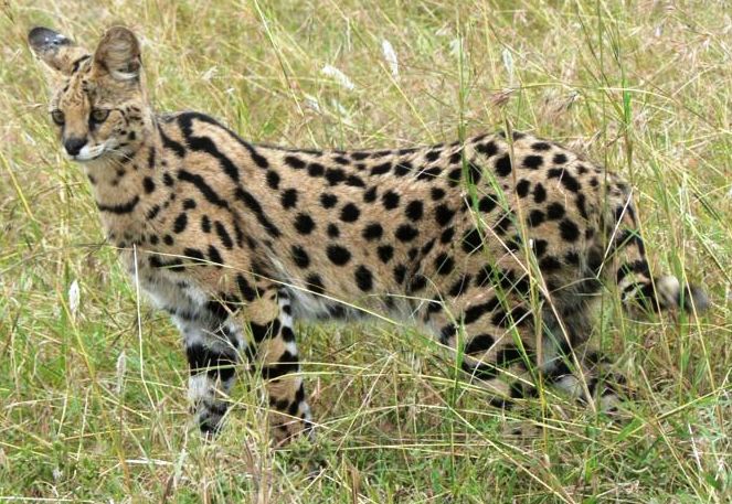 serval1.jpg