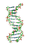 DNA Humano