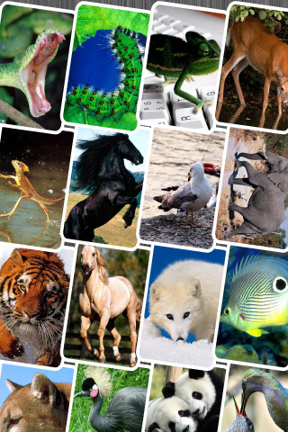 wildlife wallpapers. Wild Life Wallpapers is a