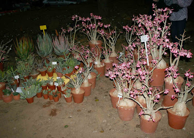 rencontre à xv pluzz