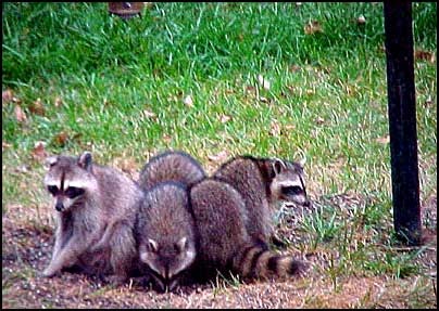 raccoons raccoon