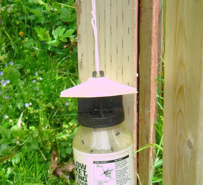 The Dusty Victorian Flycatcher, a summer must