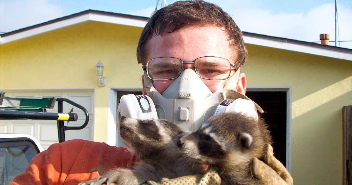 All City Animal Trapping SAN CLEMENTE ANIMAL TRAPPING